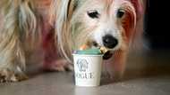 Haute-dog cuisine: US restaurant caters to canine gourmets