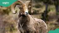 Sellers share new ram prices across Abuja, other regions as Sallah approaches