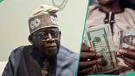 “Safe to predict”: Tinubu’s govt shares fresh dollar to naira exchange rate projection