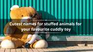 600+ cutest names for stuffed animals for your favourite cuddly toy