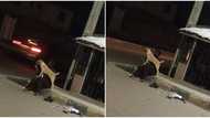 Crazy Loyalty: Nigerian lady runs mad, her dog refuses to abandon her, photos show them together in the street