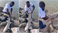"You don't have pot?" Man catches big fish outside water, releases it back into river in viral TikTok video