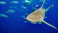 Sharks, turtles, disease on agenda of wildlife trade summit