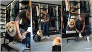 Viral video captures moment man dresses his dog up in fine clothes, their matching outfits amaze people