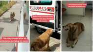 "Truly man's best friend": Loyal dog runs after ambulance carrying its owner to the hospital, video goes viral