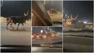 Video shows cow running on 3rd Mainland Bridge at night in Lagos, Nigerians react