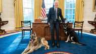 Joe Biden signs privileges for dogs to freely walk into his office, shares adorable photos with animals