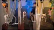 "Cute pit bull": Dog defends kid against her dad's "punishment", barks to chase him back in video