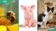 What is the cleanest animal in the world? Top 10 contenders