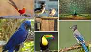 Most beautiful birds in the world: top 10 avian works of art