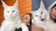 People react as Oyinbo lady shows of her big cat, & says it likes sleeping on top of her body