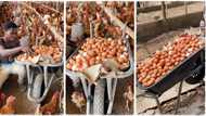 "This is my dream business": Farmer harvests plenty of eggs from his poultry farm, posts video