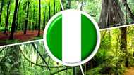 How many types of forests are there in Nigeria?