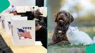 US woman accused of registering her dog to vote, casting ballots twice