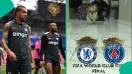 Chelsea vs PSG: Mysterious cat predicts winner of 2025 FIFA Club World Cup final