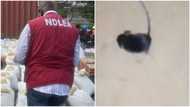 “This Rat is Cute”: Video Emerges As Rodent Makes Way Into NDLEA Exhibit Room, Gets High