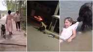 Mad Nigerian lady visited, played with by her dog daily and 2 times dogs showed it remain man's best friend