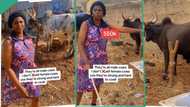 "How can I buy?" Beautiful Nigerian lady showcases fat cows for sale, people want to patronise her