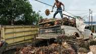 'Welcome relief': Asia producers hail EU deforestation law delay