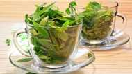 How to make healthy moringa tea from fresh and dry leaves