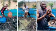 "It is very lucrative": ABSU graduate of Industrial Chemistry becomes fish Farmer, shows off big cat fish