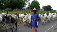 One killed, scores hospitalised as Fulani herdsmen, farmer clash in Nasarawa