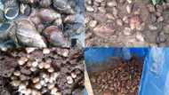 13 quick ways to become millionaire through snail farming