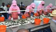 Atlantic Shrimpers Ltd unveils largest shrimp farm in Sub-Saharan Africa