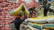Giant of Africa! Traders from Chad, Cameroon and Niger rush to Kebbi for rice