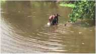 Many feared dead as commercial bus plunges into river in Edo state (video)