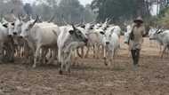 There is no need to set up cattle colonies in southeast - Miyetti Allah
