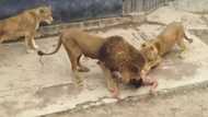 Unbelievable: Man jumps into lions' enclosure to commit suicide, but the lions died instead (photos, video)