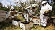 Traditional and modern beekeeping: which method is the best in Nigeria?