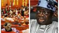 Tinubu responds to report PDP senators accused him of planning to destroy Senate