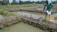 Fish Farming: How to Construct the Best Pond?