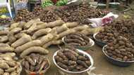 Food price crashes, 9 tubers of yam now N1,300 in central Nigeria