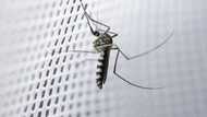 Goodnews: United Kingdom commits N25.7 billion to fight malaria