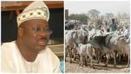 Cold war, ritual killings and these 4 things may happen after 500 cows got missing in Oyo state