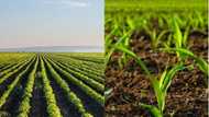 Importance of agriculture in Nigeria economic development