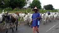Herdsmen/farmers crisis: UK report indicts ex-PDP governors, others