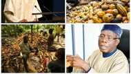 Goodbye oil? Nigeria to move from 7th position to become world largest cocoa producer, exporter