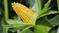 How import of maize in Nigeria has influenced profitability of its production