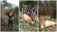 SEE the HUGE animal hero hunter killed in Edo state (photos)