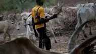 Declare herdsmen killings as terrorist act - SERAP writes UN