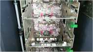 Suspicion as rats ate N17m banknotes inside ATM