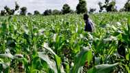 Top Nigerian companies of agriculture