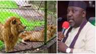 Rochas Okorocha moves to invest Imo state funds in a ‘zoo’, reveals reason why