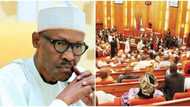 It's a violation of the constitution - Senators protest over Buhari’s $496 million aircraft purchase