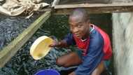 Catfish farming in Nigeria - Business tips