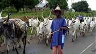 Herdsmen, farmers sign peace pact in Niger